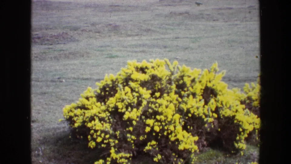 1969 Ireland 8mm frame showing the flowering bush larger in view, with grain, softness, and minor film marks.
