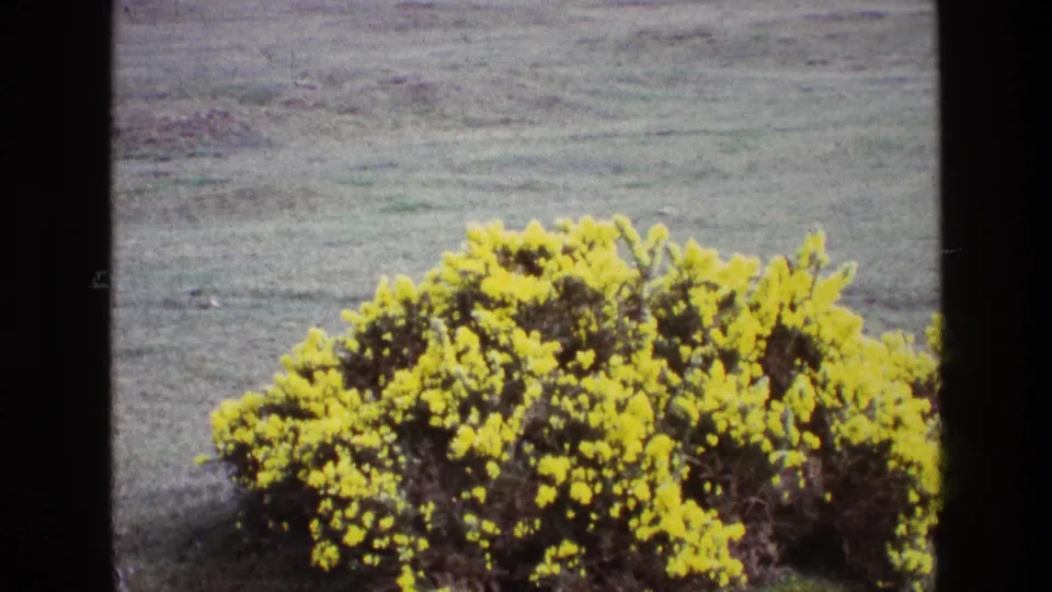 1969 Ireland home-movie close view of a yellow flowering bush, framed against open grassland with visible 8mm grain.