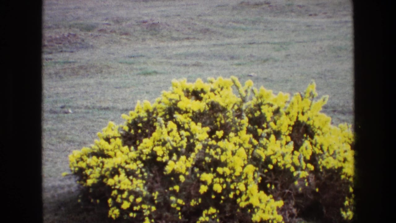 1969 Ireland 8mm frame showing dense yellow gorse blossoms against a grassy field, with visible scan borders and film grain.