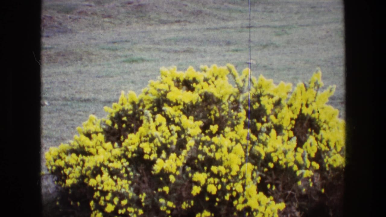 1969 Ireland 8mm still of yellow gorse flowers clustered on a shrub, with open grassland behind and dark frame edges.
