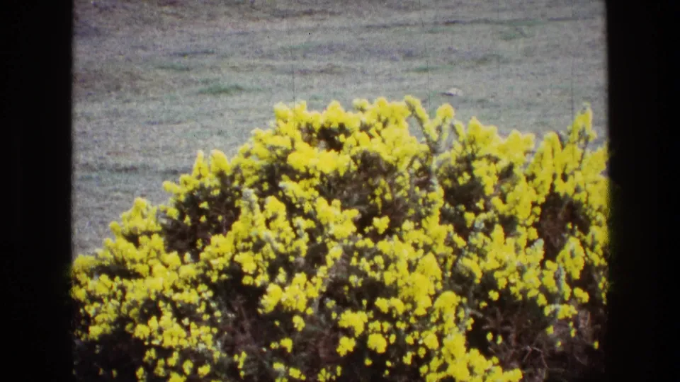 1969 Ireland home-movie frame with flowering yellow gorse occupying the lower foreground and a muted field in the background.