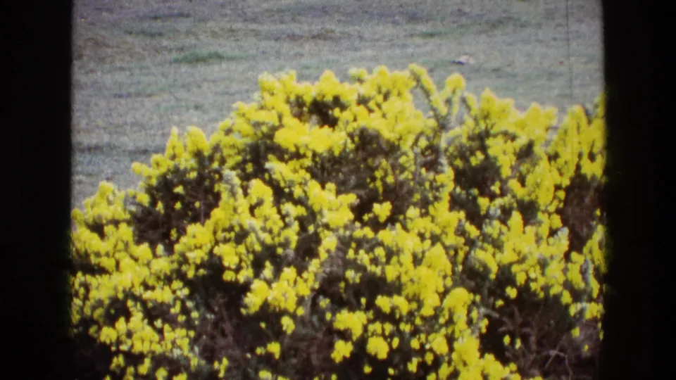 1969 Ireland 8mm still showing a flowering gorse shrub with dense yellow blossoms, grassy background, and visible film-frame borders.