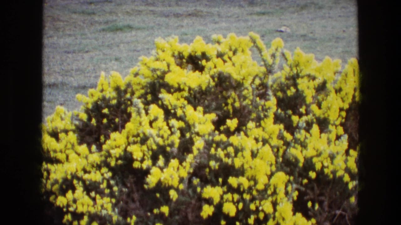 1969 Ireland 8mm frame showing a yellow-flowered shrub, likely gorse, with dark green foliage and a soft grassy background.