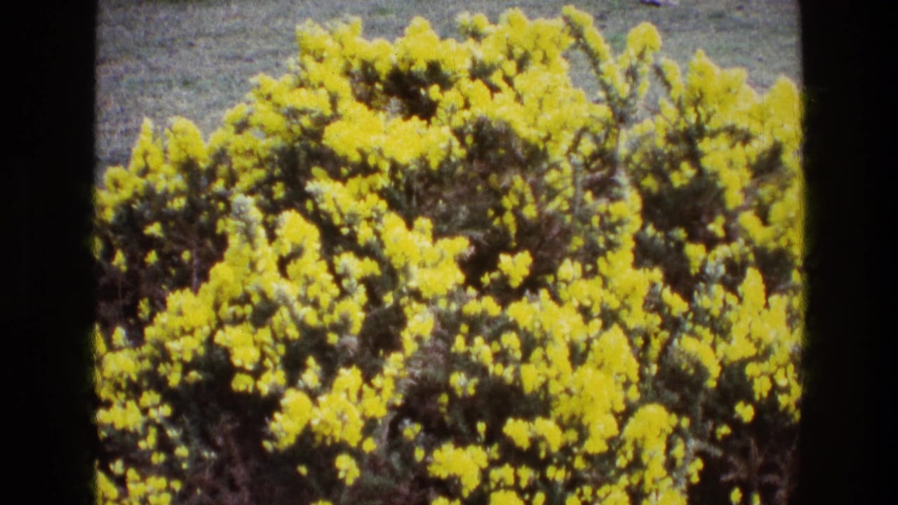 Closer 8mm view of dense yellow blossoms on a shrub in Ireland, with soft focus and visible film grain.