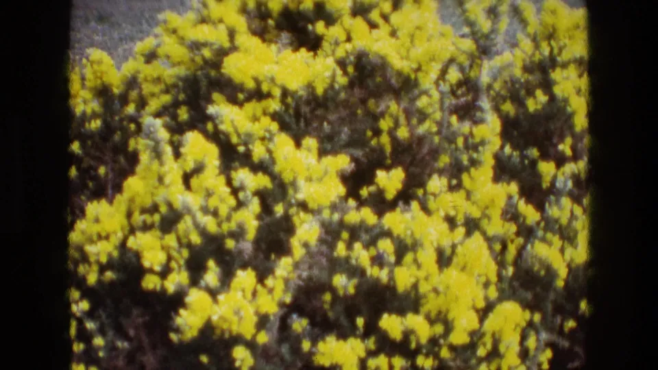 1969 Ireland home-movie frame with bright yellow flower clusters filling most of the view during the zoom.