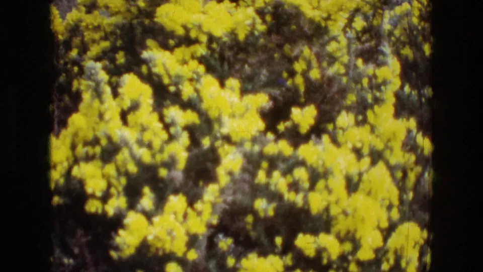 Tight 8mm close-up of yellow blossoms and dark green foliage, ending the zoom on the flowering shrub.