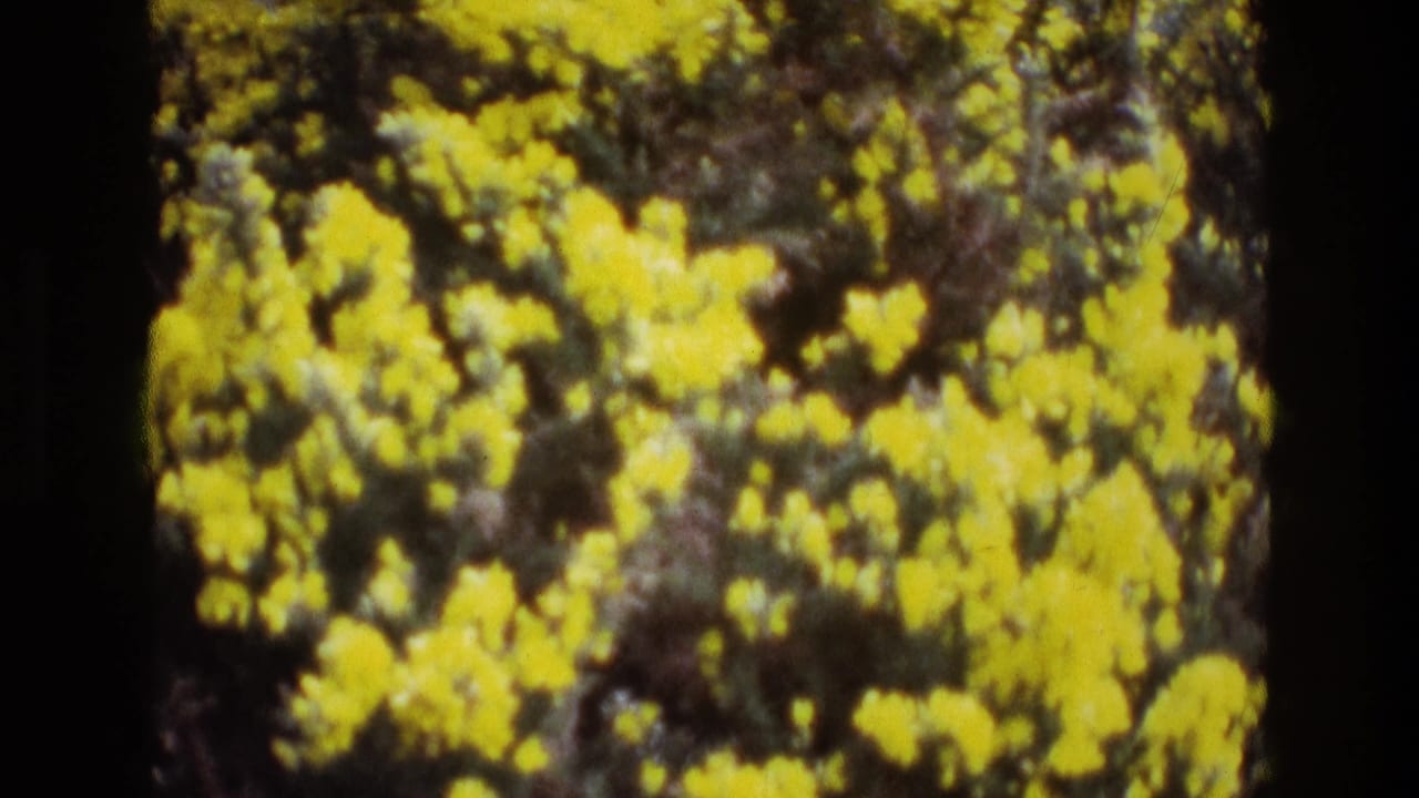 1969 Ireland 8mm frame showing bright yellow flowers clustered across dark foliage, with soft focus and rounded film edges.