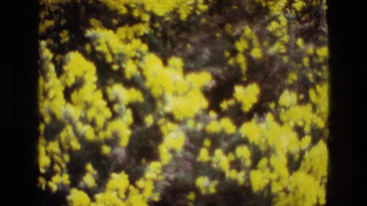 Bright yellow blossoms and dark foliage with a vertical black film border.