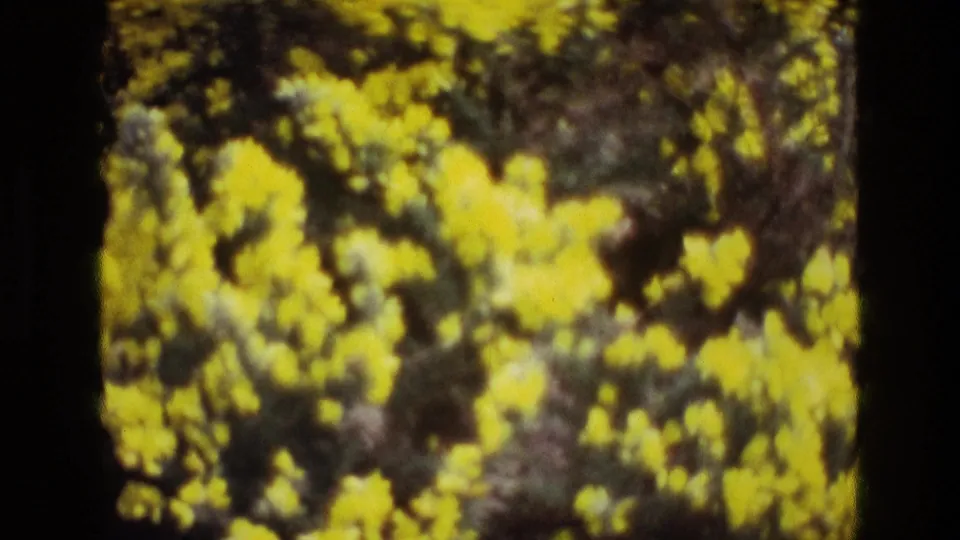 1969 Ireland 8mm frame showing yellow flowers across shadowed greenery, with blur and grain from the original film source.