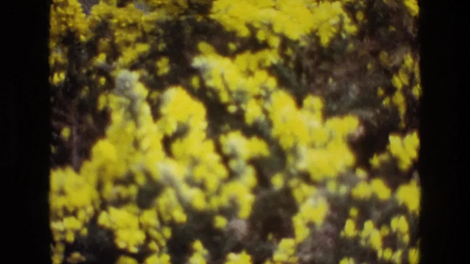 1969 Ireland 8mm frame with dense yellow flowers, dark foliage, soft exposure, and black edge marks from the film frame.