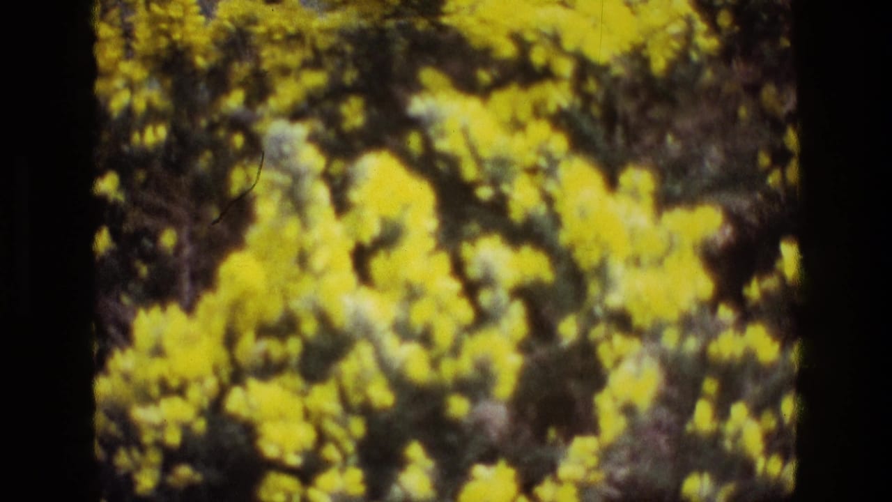 1969 Ireland 8mm frame showing dense yellow flowering shrubs or small trees in soft focus, with dark branches and warm film grain.