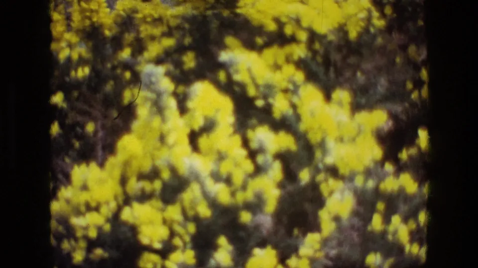 1969 Ireland 8mm frame showing dense yellow flowering shrubs or small trees in soft focus, with dark branches and warm film grain.