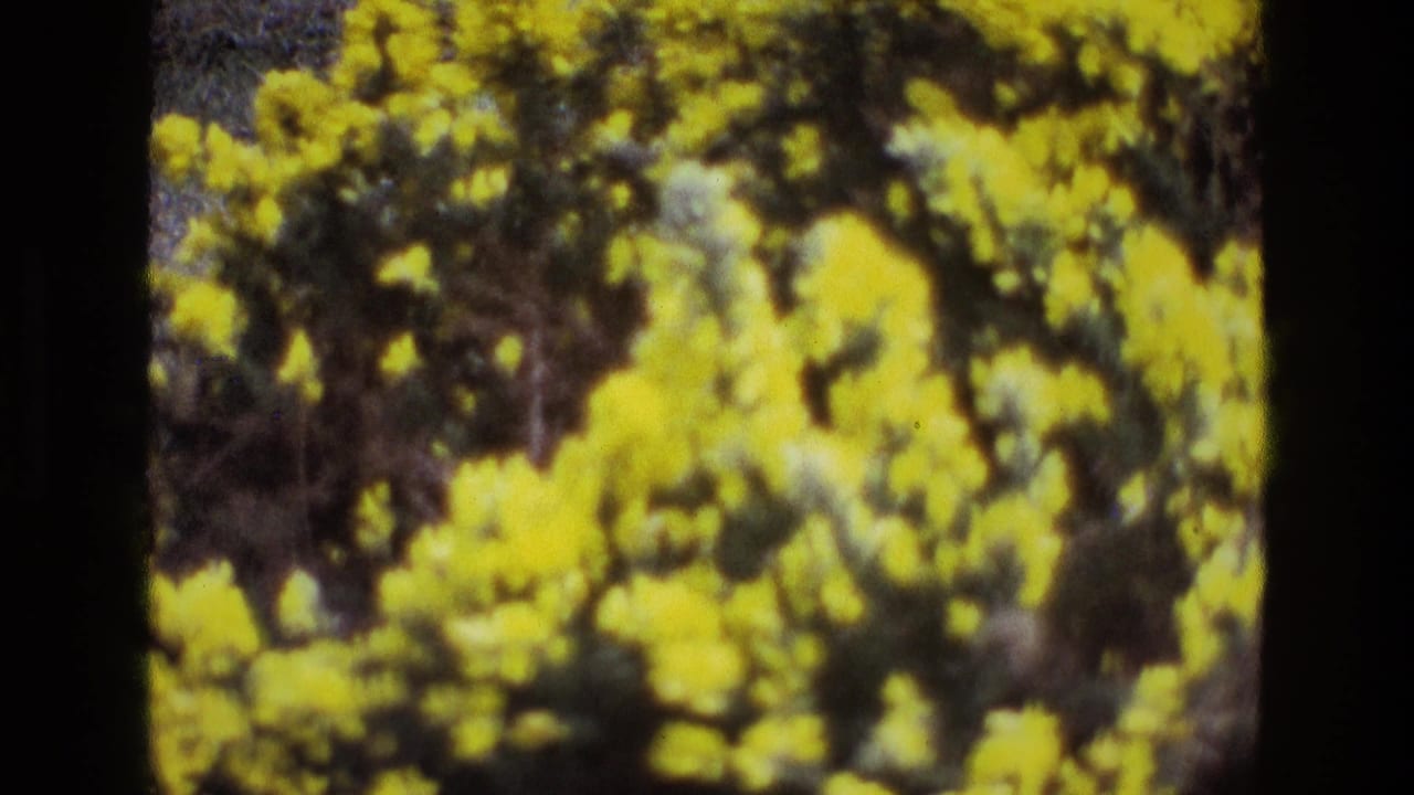 Yellow flowering branches clustered against a darker natural background.