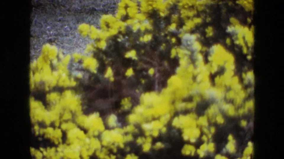 1969 Ireland home-movie frame with yellow flowering shrubs in the foreground and muted gray-blue ground or shadow behind.