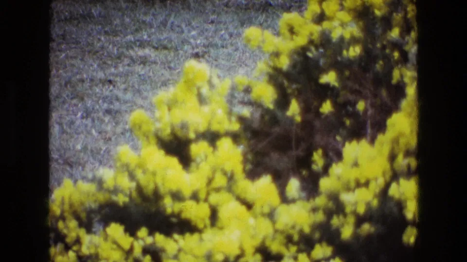 Final 1969 Ireland 8mm frame showing yellow flowering foliage near the right side, with gray-blue ground and dark branches visible.