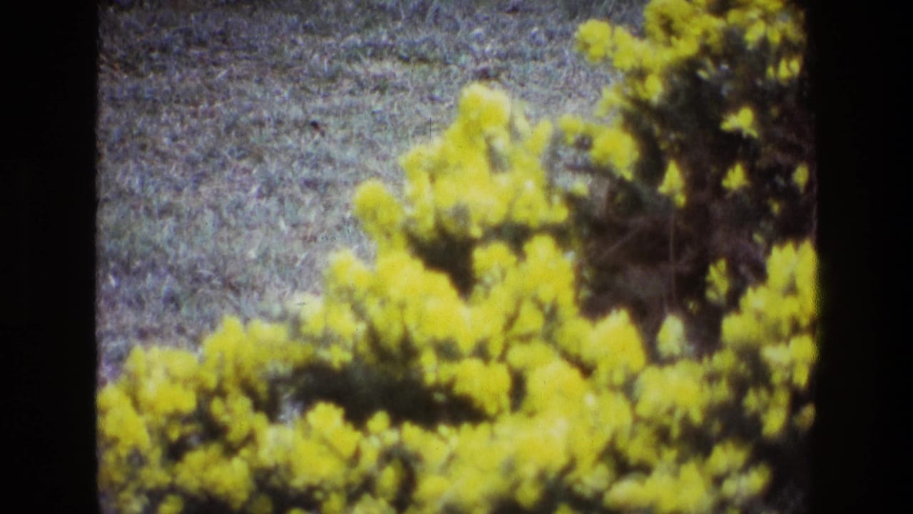 Yellow-flowering bush against a muted grassy background.