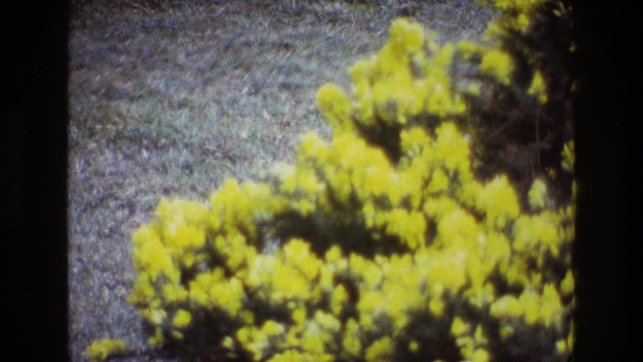 Clustered yellow flowers on a bush with grass behind.