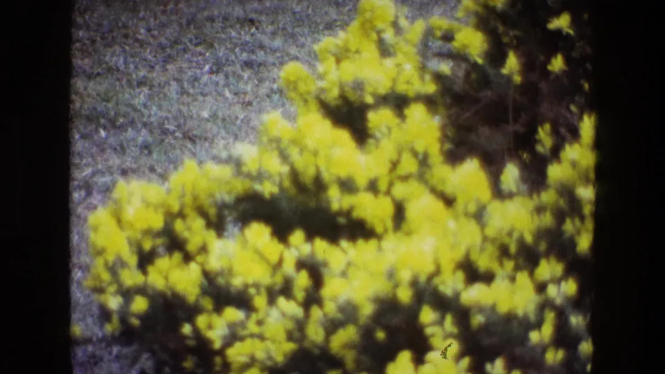 1969 Ireland 8mm frame with yellow blossoms filling much of the lower view and subdued grass beyond.