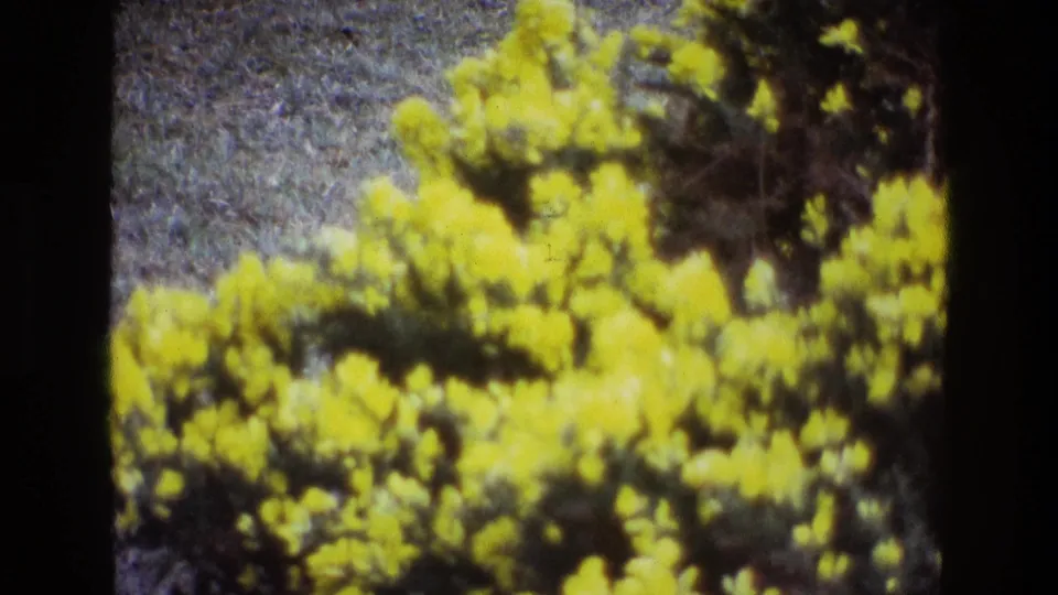 1969 Ireland frame showing a yellow-flowering bush in soft focus, with grain and slight handheld variation.