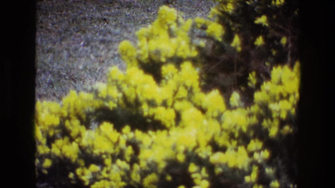 1969 Ireland 8mm frame showing dense yellow wildflowers or gorse against a muted field background, with soft focus and visible film edge.