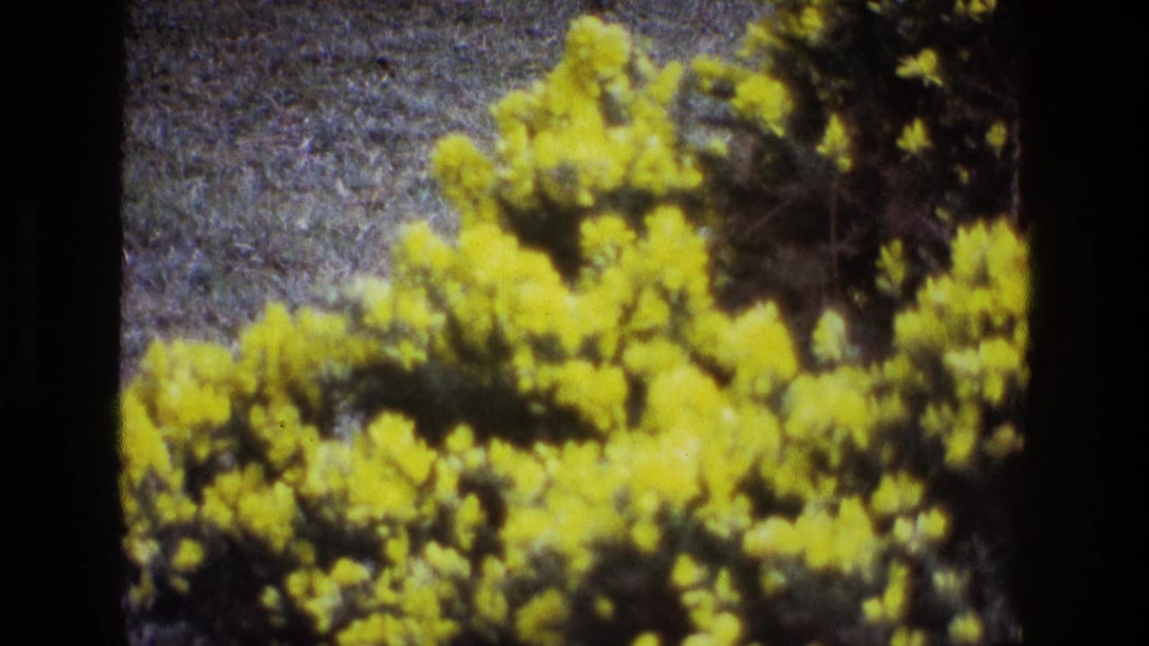 A similar view of yellow flowers stretches across the frame with dark foliage near the upper right.