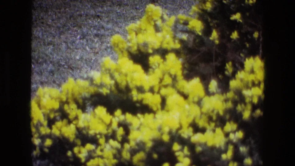 1969 Ireland 8mm view of yellow flowering shrubs in a field, with darker foliage above and visible grain from the film scan.