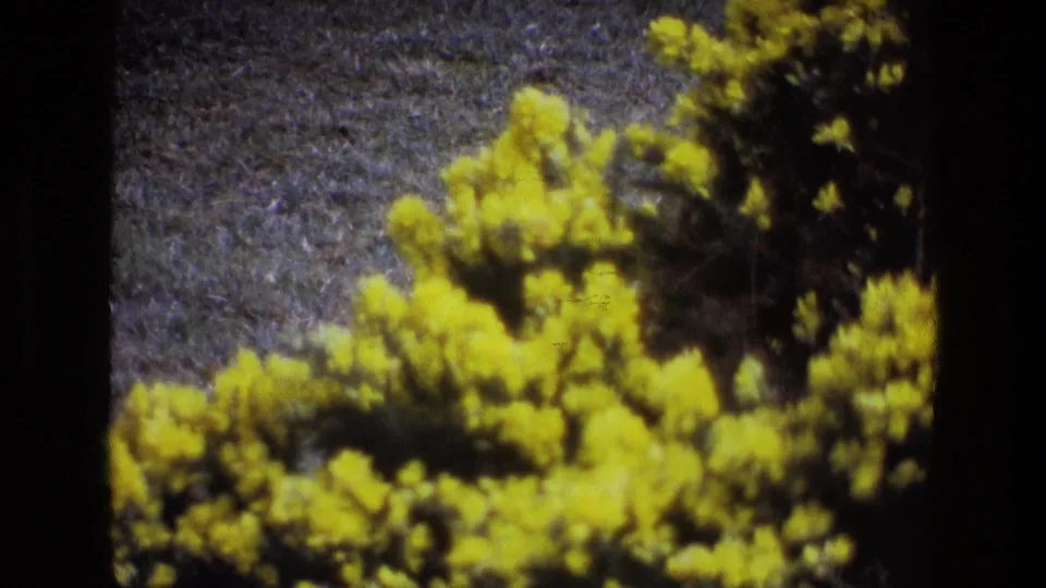 1969 Ireland home-movie frame of bright yellow wildflowers or gorse against a grey-green field, with soft 8mm color and grain.