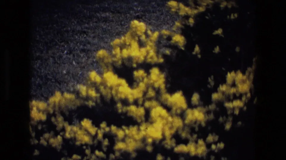 1969 Ireland 8mm frame with yellow wildflowers or gorse partly darkened by exposure shift, showing shadowed foliage and film grain.