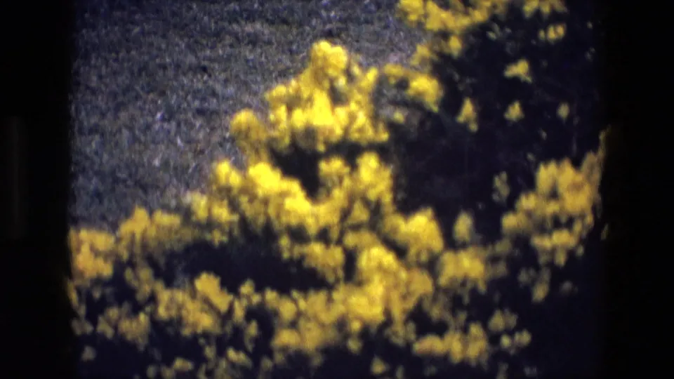 1969 Ireland 8mm frame showing bright yellow flowers against dark foliage and grass, with soft focus and visible film edges.