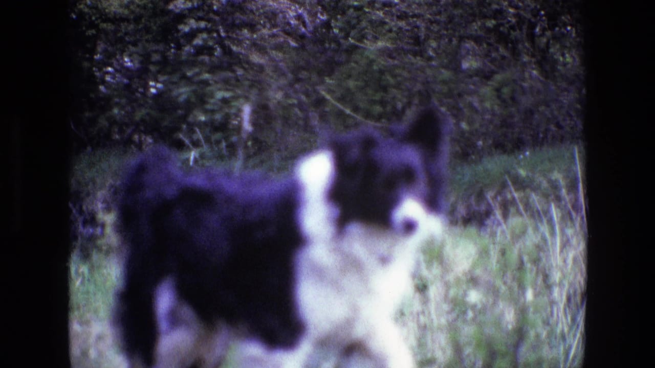1969 Ireland 8mm frame of a black and white Border Collie moving through tall grass with a dense hedge behind it.