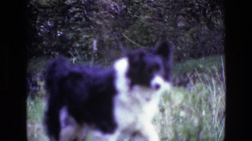 1969 Ireland 8mm frame of a black and white Border Collie moving through tall grass with a dense hedge behind it.