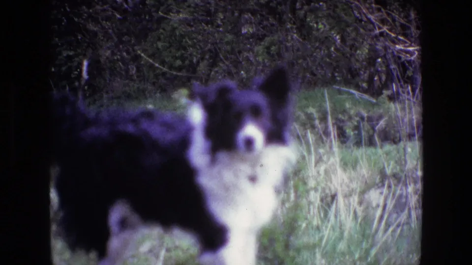 1969 Ireland 8mm frame showing the Border Collie closer to camera, blurred by motion as it passes through grass near a hedge.