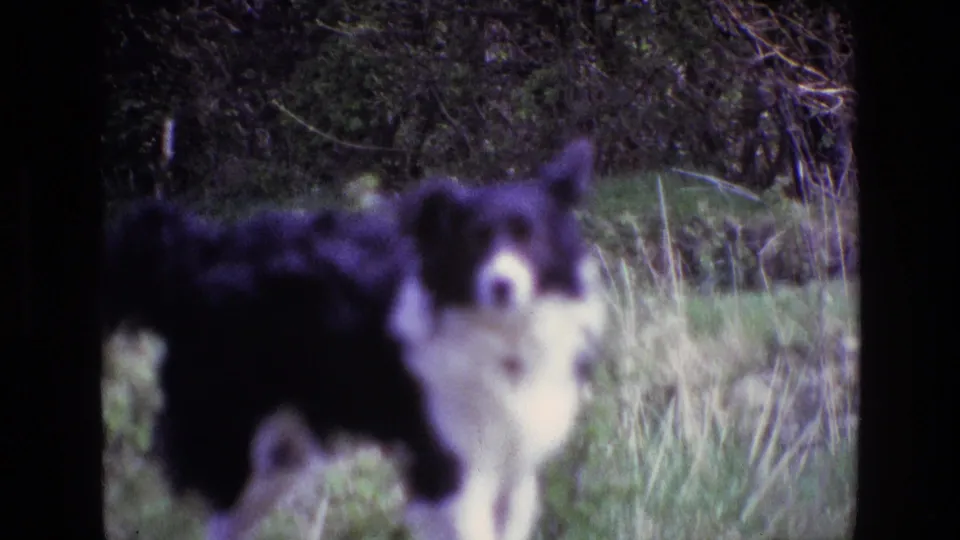 1969 Ireland 8mm frame of the Border Collie in a grassy field, turned toward the camera with hedging behind it.