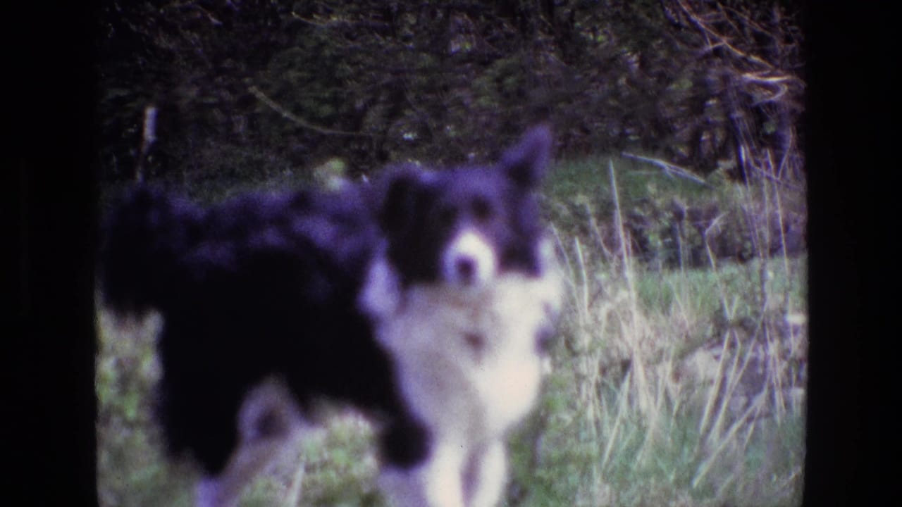 1969 Ireland 8mm frame of a black and white Border Collie in soft focus, standing in grass with dense foliage behind it.