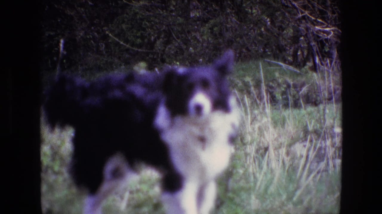 1969 Ireland 8mm frame showing the Border Collie in a grassy field, partly turned with one hind leg raised.