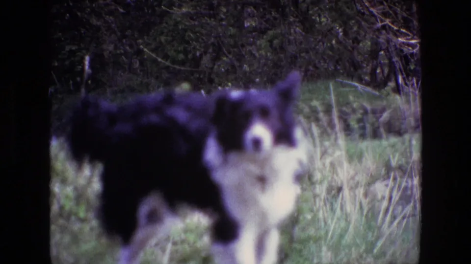 1969 Ireland 8mm frame of a black and white Border Collie in tall grass, softly focused and facing toward the camera.