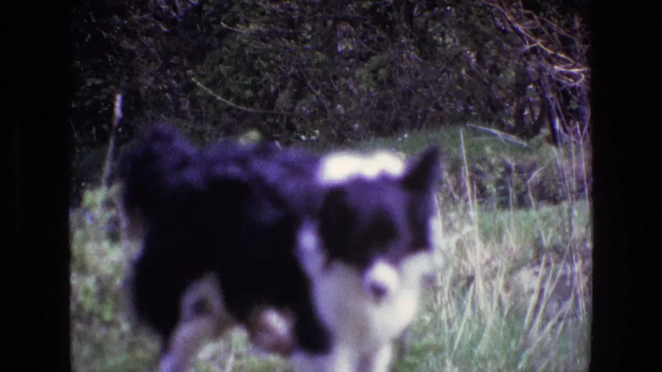 1969 Ireland 8mm frame showing the Border Collie in soft focus, head lowered in grass with shrubs behind.