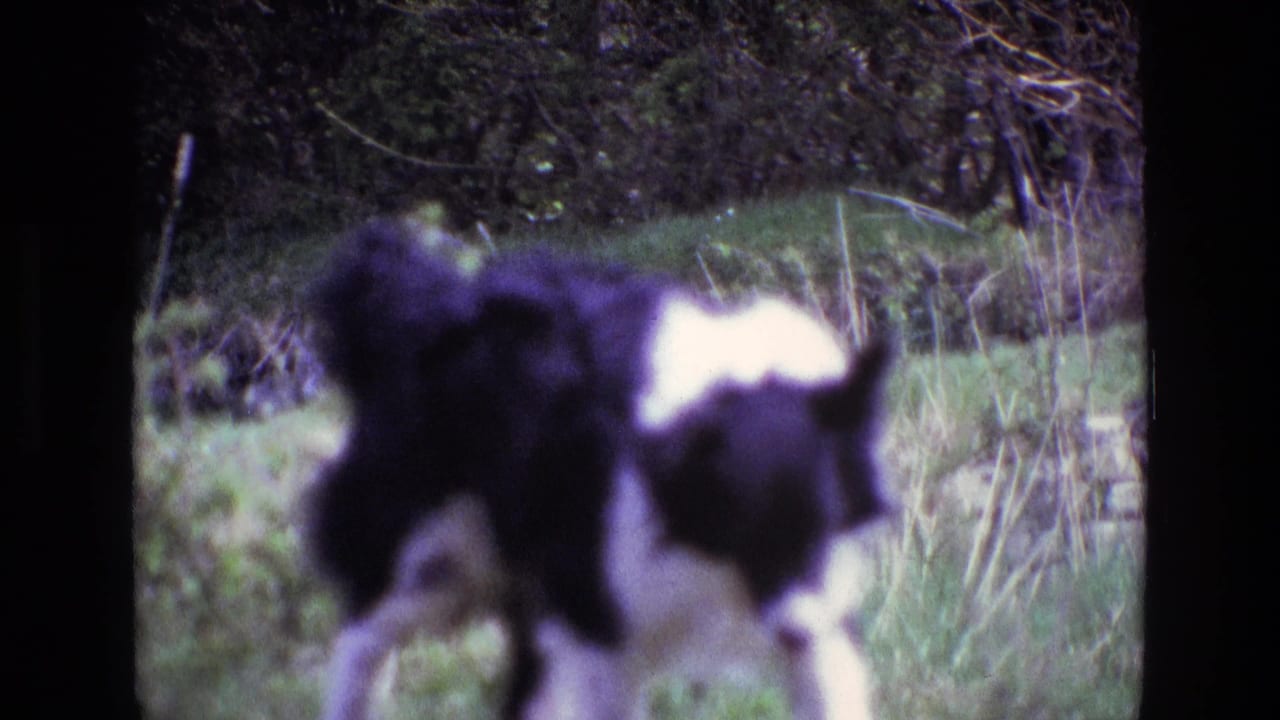 Soft 8mm frame of a black-and-white dog in a grassy rural yard in Ireland, 1969.