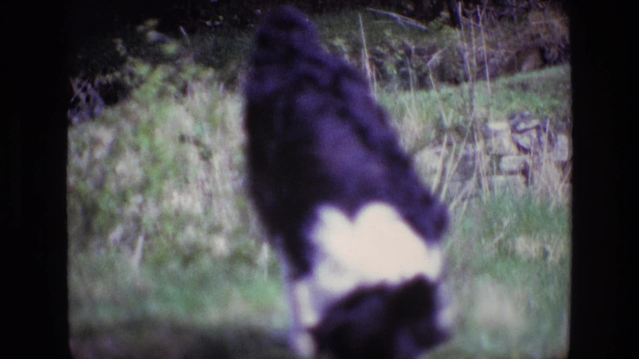 A black-and-white dog lowers its head in a grassy rural yard, seen in soft 1969 8mm footage from Ireland.