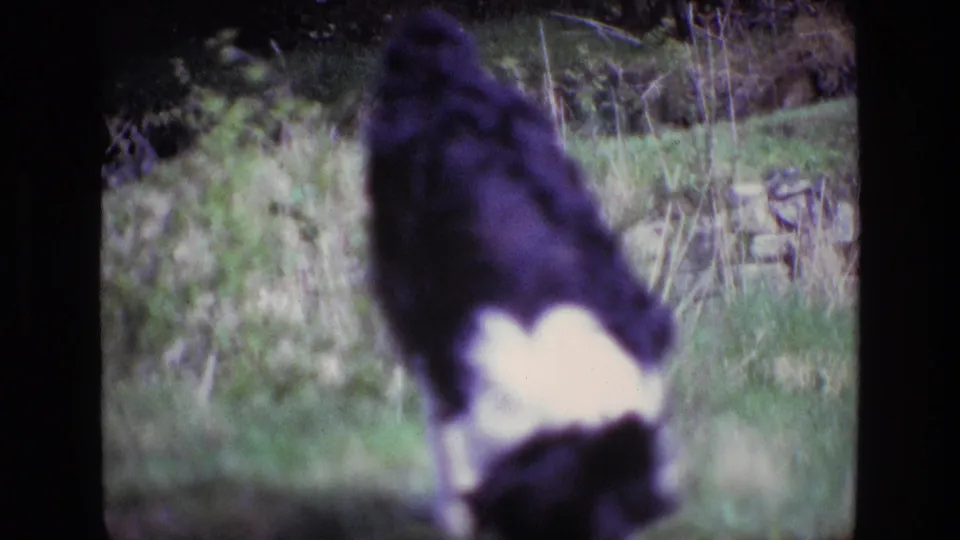 A black-and-white dog lowers its head in a grassy rural yard, seen in soft 1969 8mm footage from Ireland.