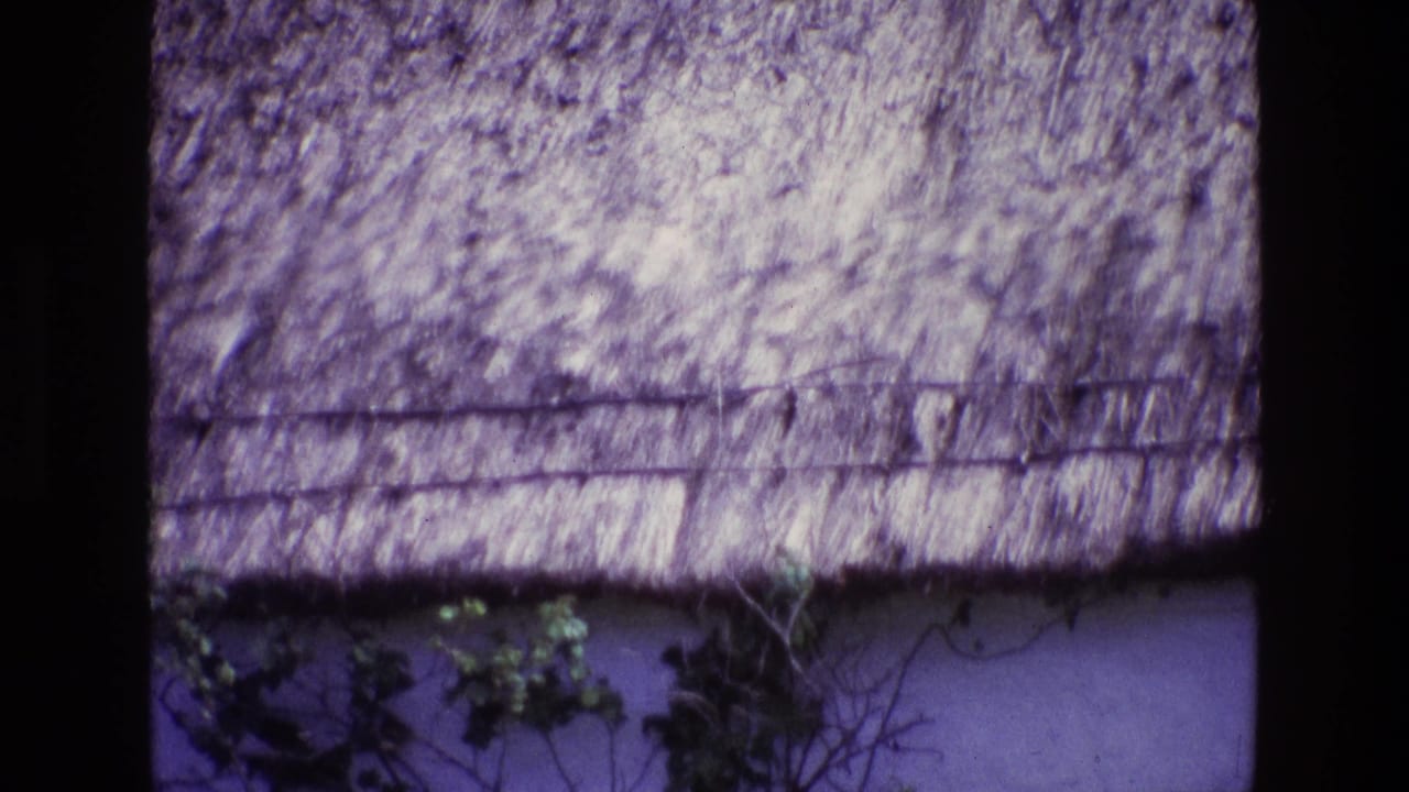 Thatched roof over a white wall with ivy and bare vines beginning to appear below.