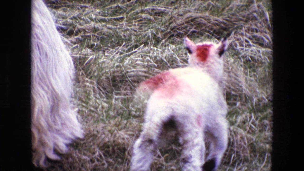 Red-marked lamb stands in rough grass beside a partially visible ewe.