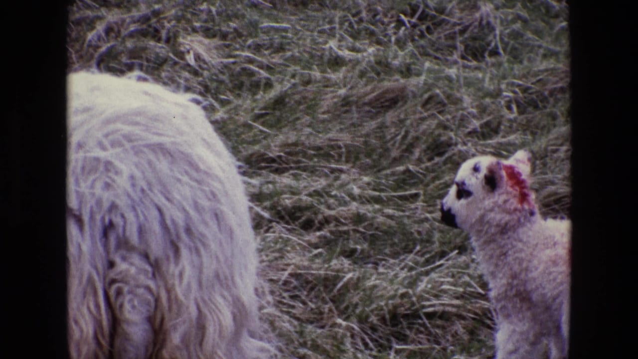 Woolly ewe grazes while a lamb with red marking stands nearby.
