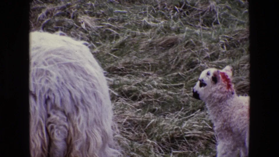 A woolly ewe and red-marked lamb appear in an Irish pasture in late-1960s 8mm home-movie footage.