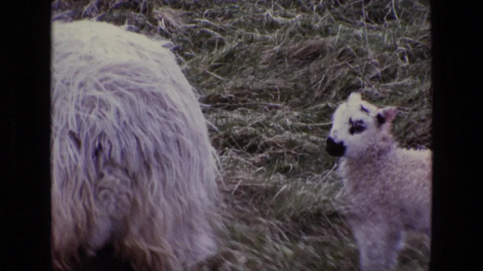The camera frames the ewe closely, with the lamb visible to the right in a grassy Irish pasture.