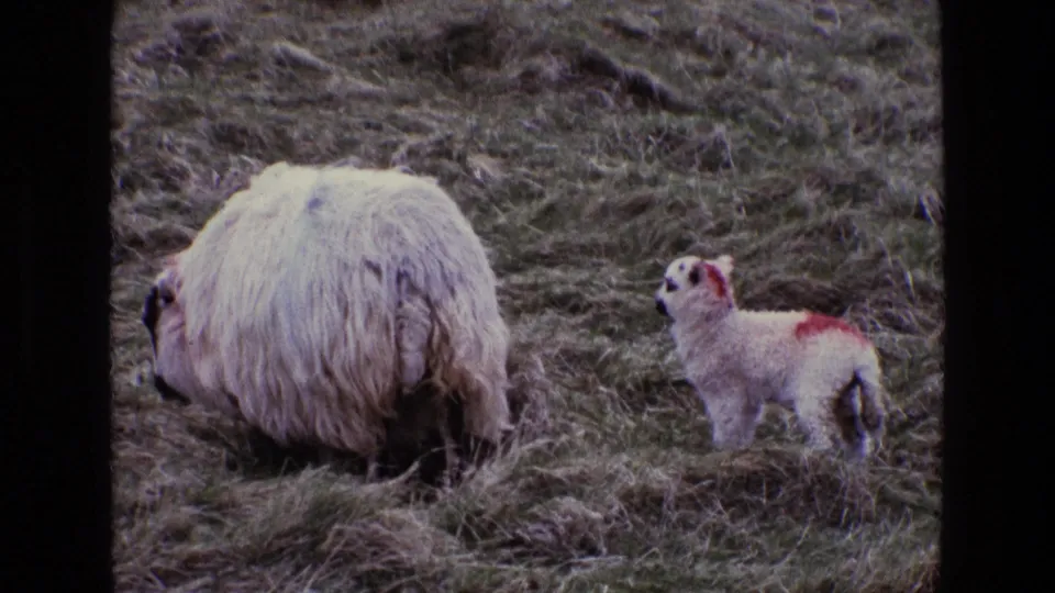 A red-marked lamb stands near a grazing ewe in 1969 Ireland pasture footage shot on 8mm film.