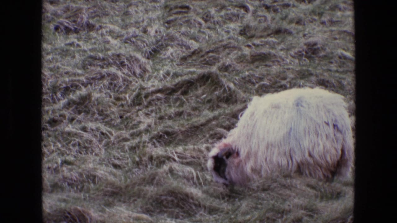 Woolly white sheep grazing in rough grass, with film-frame borders visible.
