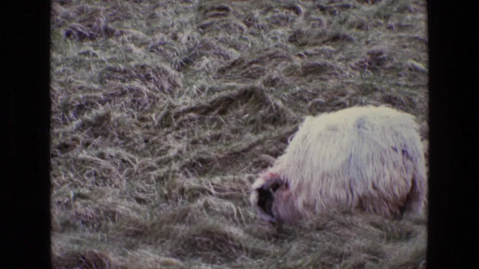 1969 Ireland 8mm frame showing a woolly white sheep grazing in a rough grassy field with muted color and visible film edges.