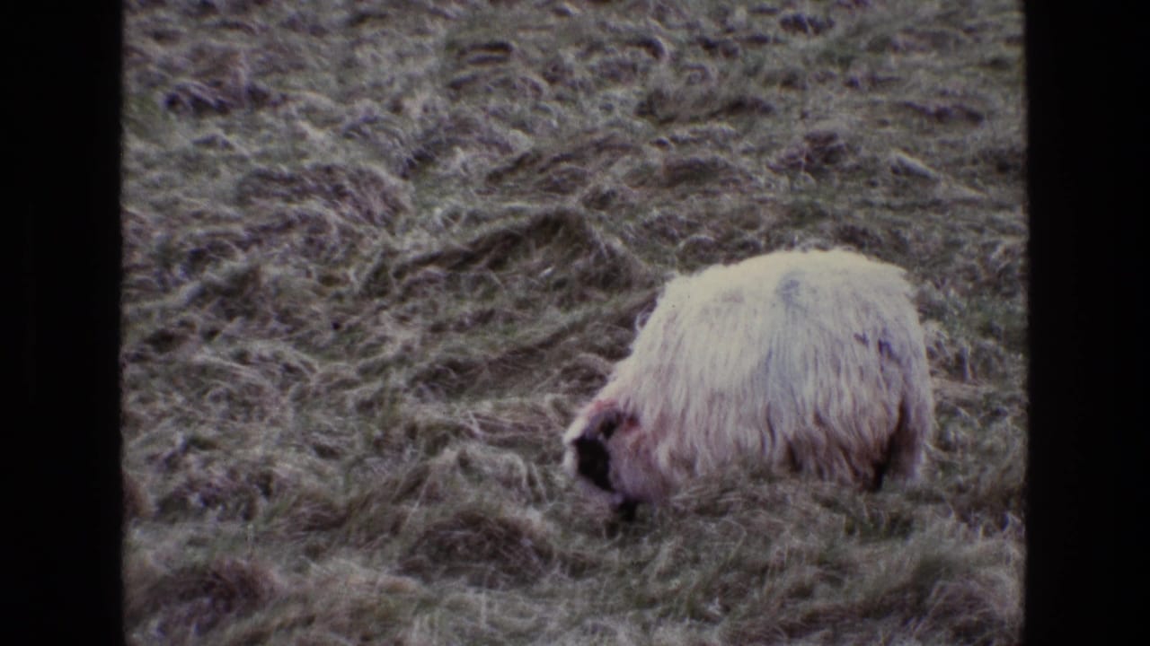 White sheep grazing in a windswept grassy field beside a dark film divider.