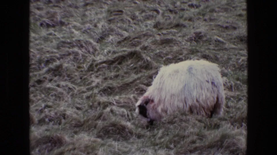 1969 Ireland 8mm frame of a white sheep feeding in rough grass, with a dark vertical film strip visible at the edge.